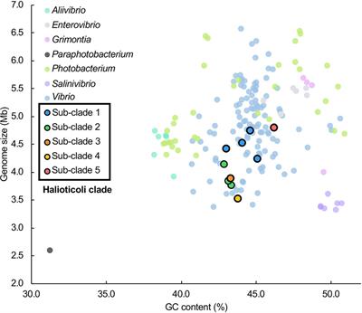 Genomic Analyses of Halioticoli Clade Species in Vibrionaceae Reveal Genome Expansion With More Carbohydrate Metabolism Genes During Symbiotic to Planktonic Lifestyle Transition